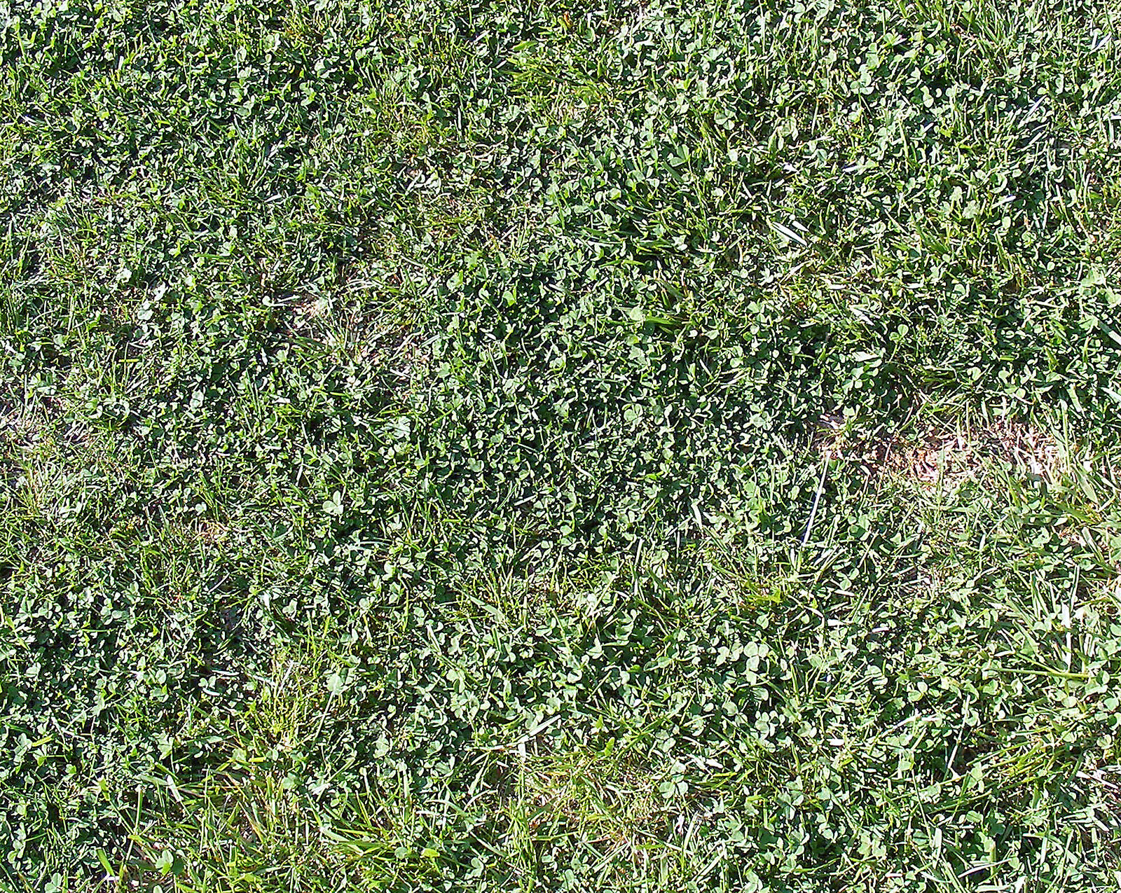20 grams White Ladino Clover seed. Stabilize Nitrogen, Feed Bees! Pasture Forage