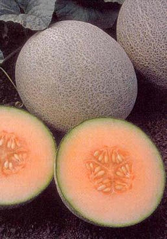 Cantaloupe Ambrosia Vegetable Seeds