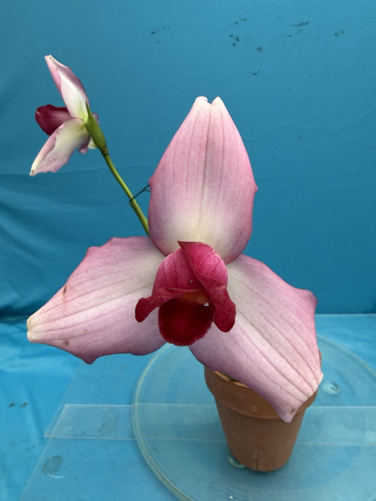 Lycaste Chita Dream x Shoalheaven ‘Bleeding Heart’ Exact Orchid Hybrid 4” Pot