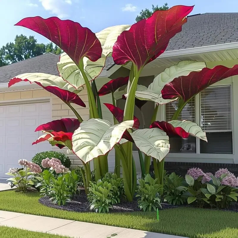 10 Pcs Canna Taro Plant Seeds Garden Perennial Flowers Plants Seeds