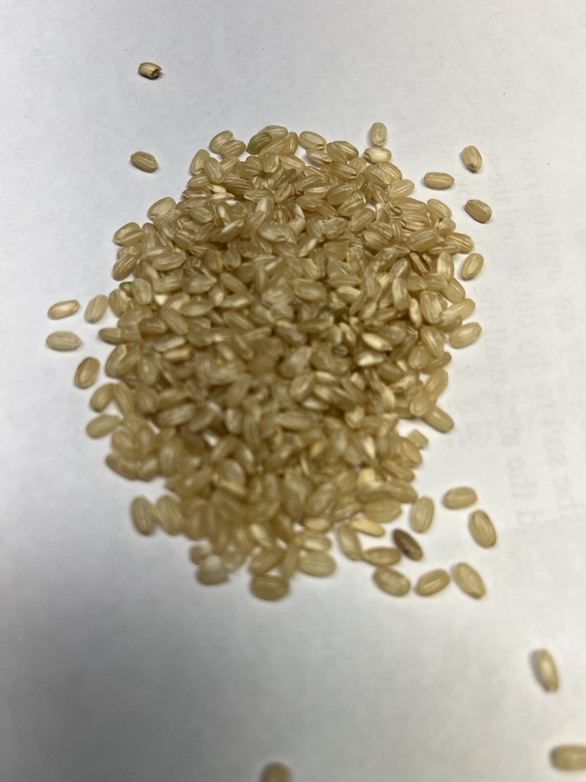 Brown rice 400 seeds Short grain easy to grow organic plants viable!