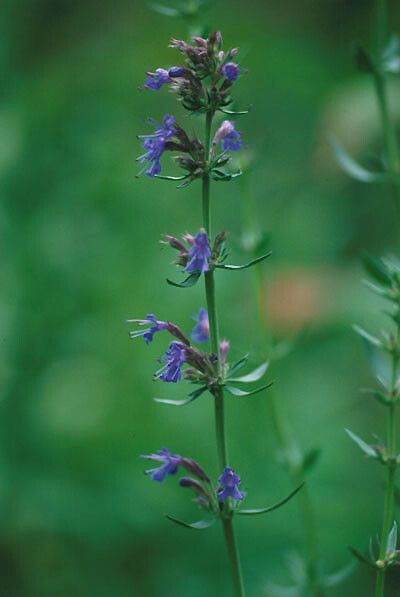 1500 Hyssop Hyssopus officinalis Seeds ~ Non-GMO Heirloom Culinary and Medicinal