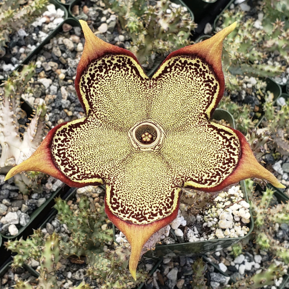 Edithcolea grandis 4″ Persian Carpet Flower Rare Starfish Succulent Plant