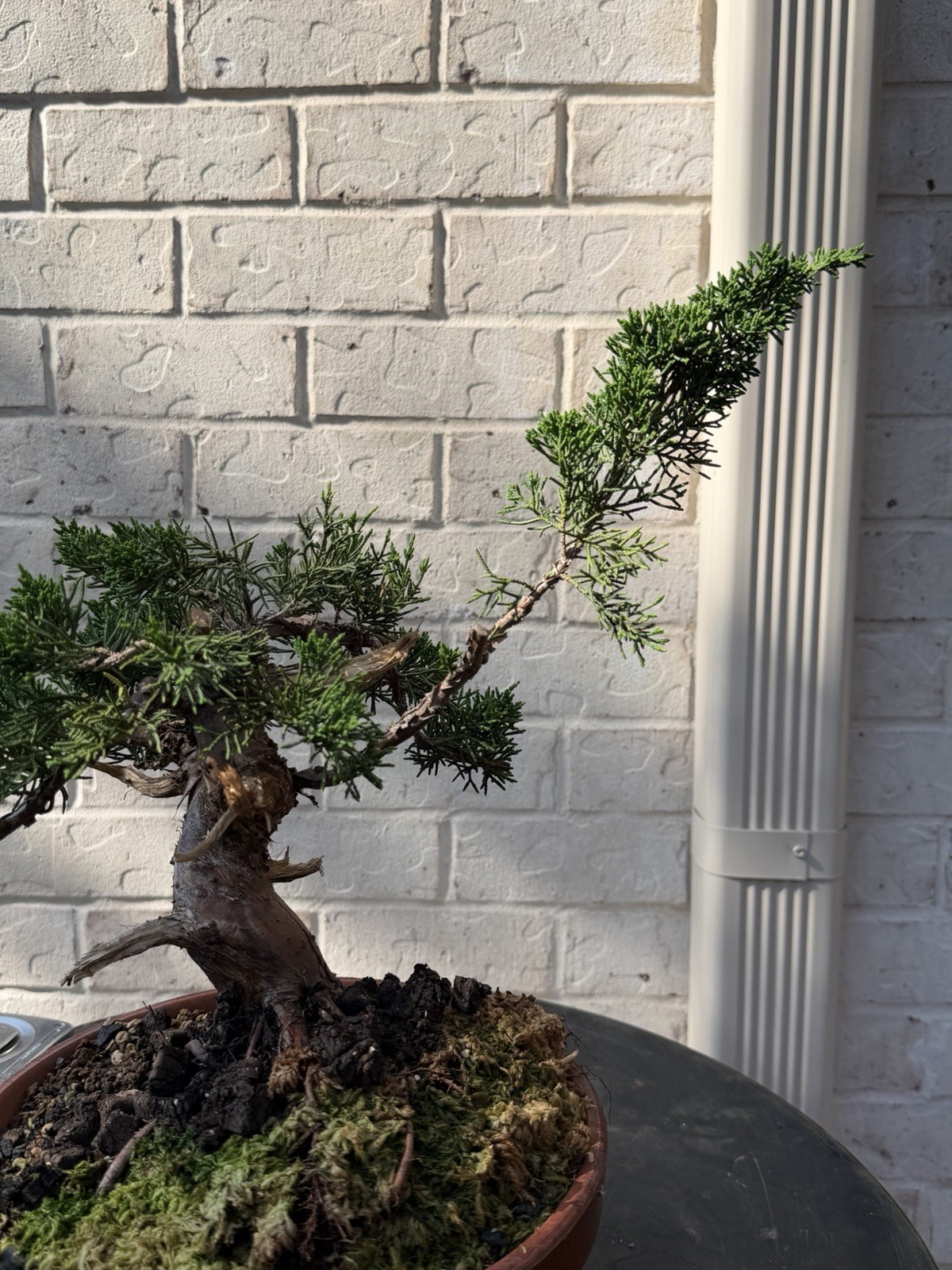Bonsai Tree Kishu Shimpaku Juniper