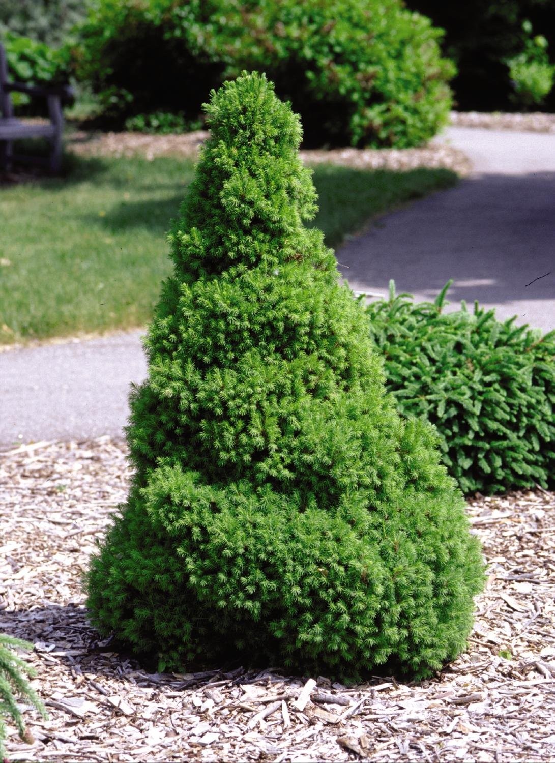 Green Promise Farms Picea Glauca Conica Dwarf Alberta Spruce Evergreen 3 – Size