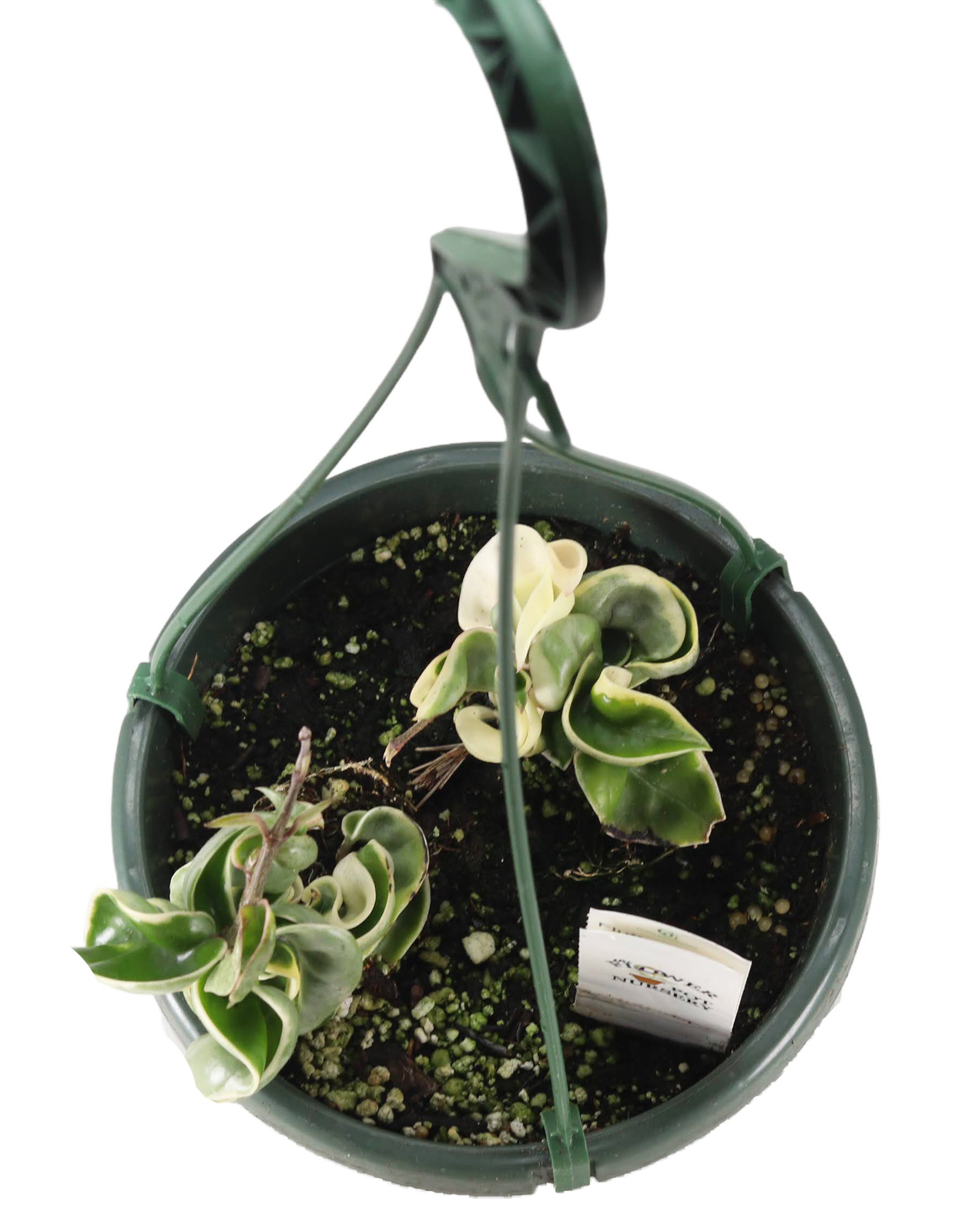 FlowerPotNursery Variegated Hindu Rope Hoya carnosa Compacta Variegata 6″ Basket