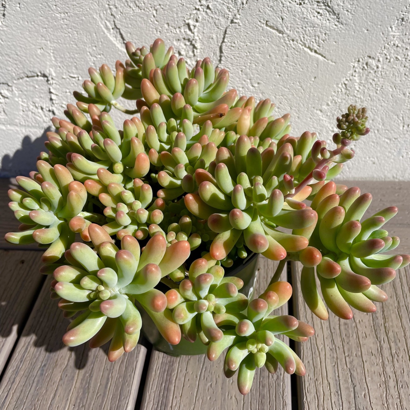 Rare Succulent Sedum Pachyphyllum Live Plant 2-3 Inches Unrooted Cutting