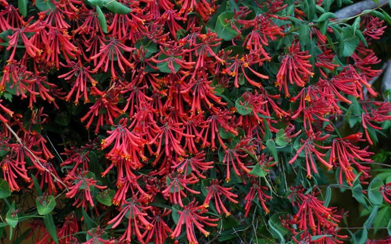 ~MAJOR WHEELER~HONEYSUCKLE VINE Lonicera Sempervirens ~POTTED 4-8″ STARTER PLANT