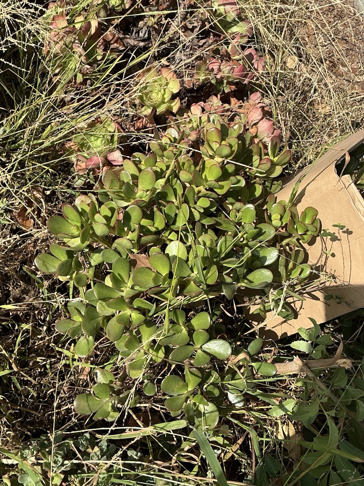 healthy jade plant with roots, Around 18” tall, rooted