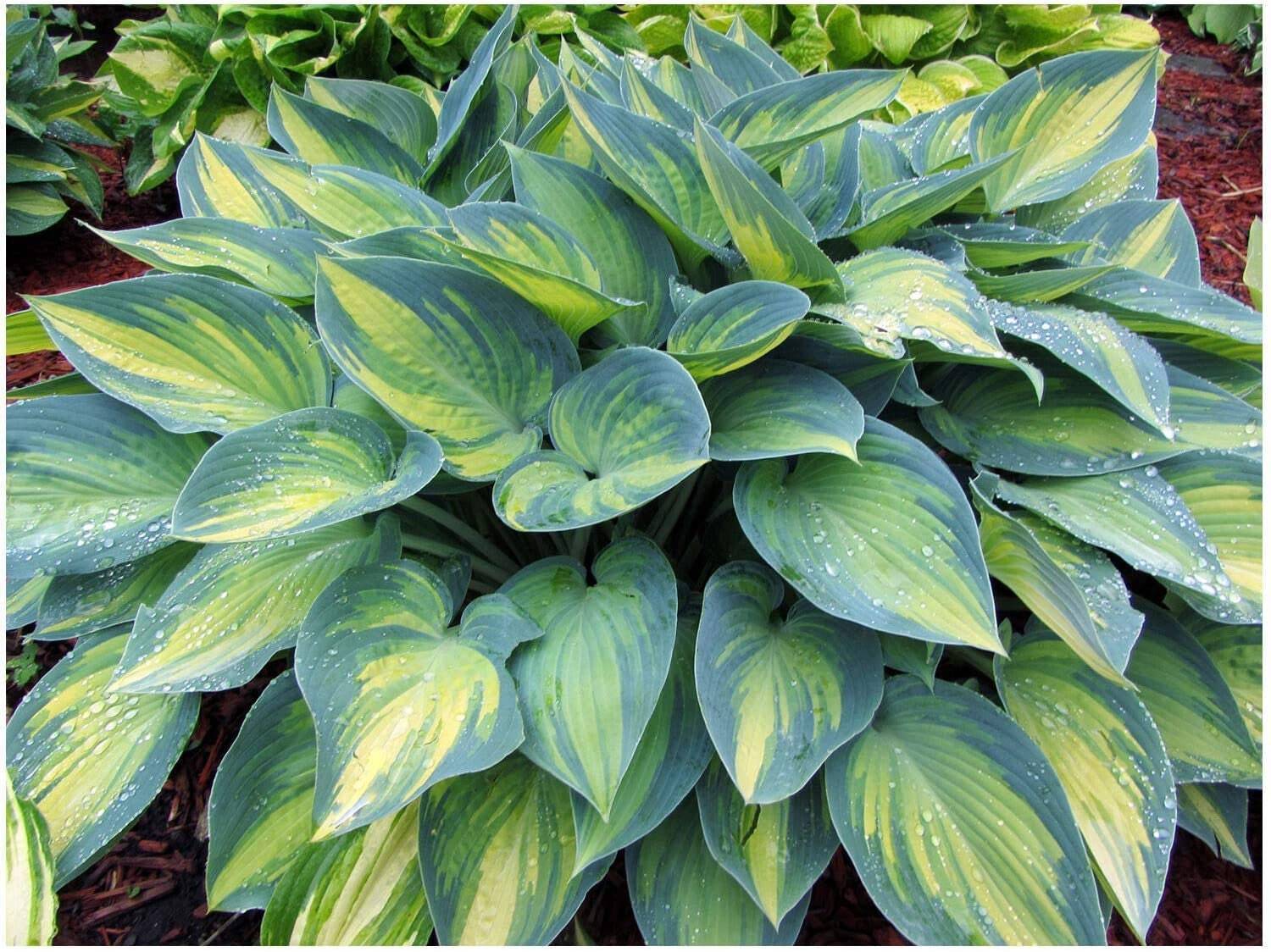 Hosta ‘June’ 3″ Pot Size Starter Plant
