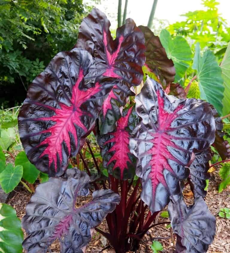 Colocasia Redemption / Elephant Ear – Large 1 Gallon Size – Largest on eBay!!