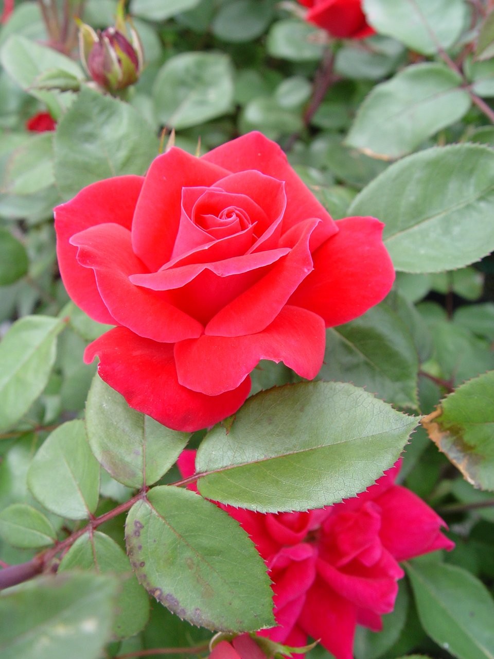 Green Promise Farms Rosa Knock Out Reblooming Rose 2-Size Container Red-Double