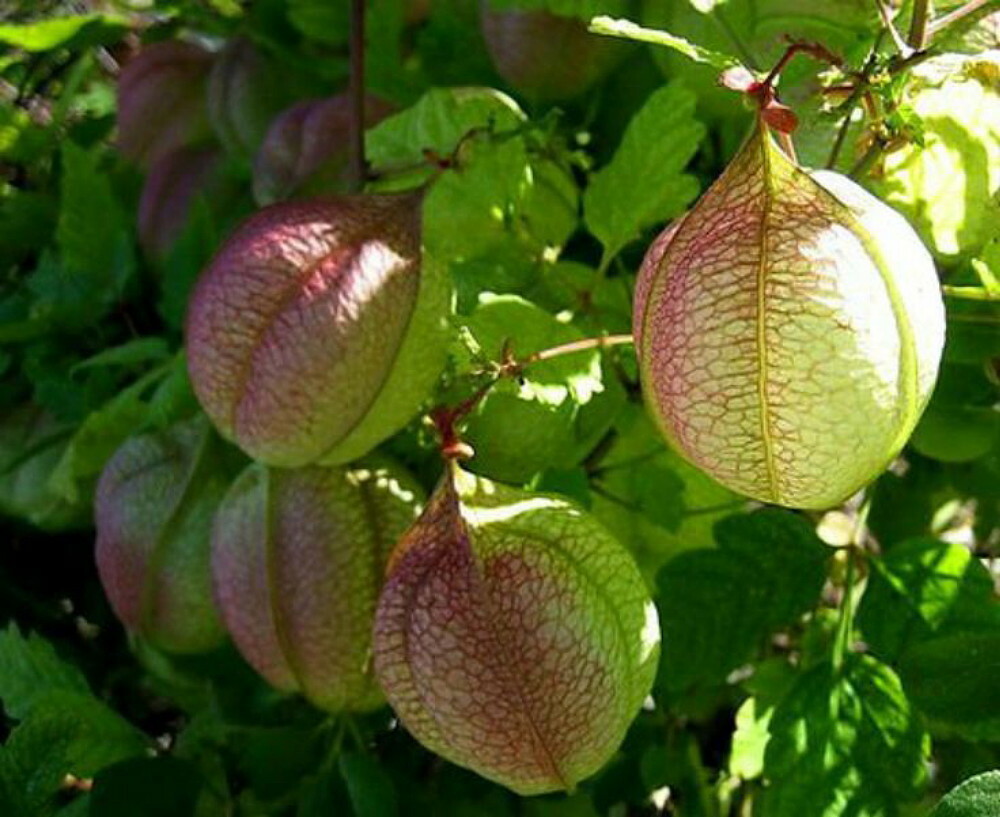 Love In a Puff – Balloon Vine – 25 Seeds