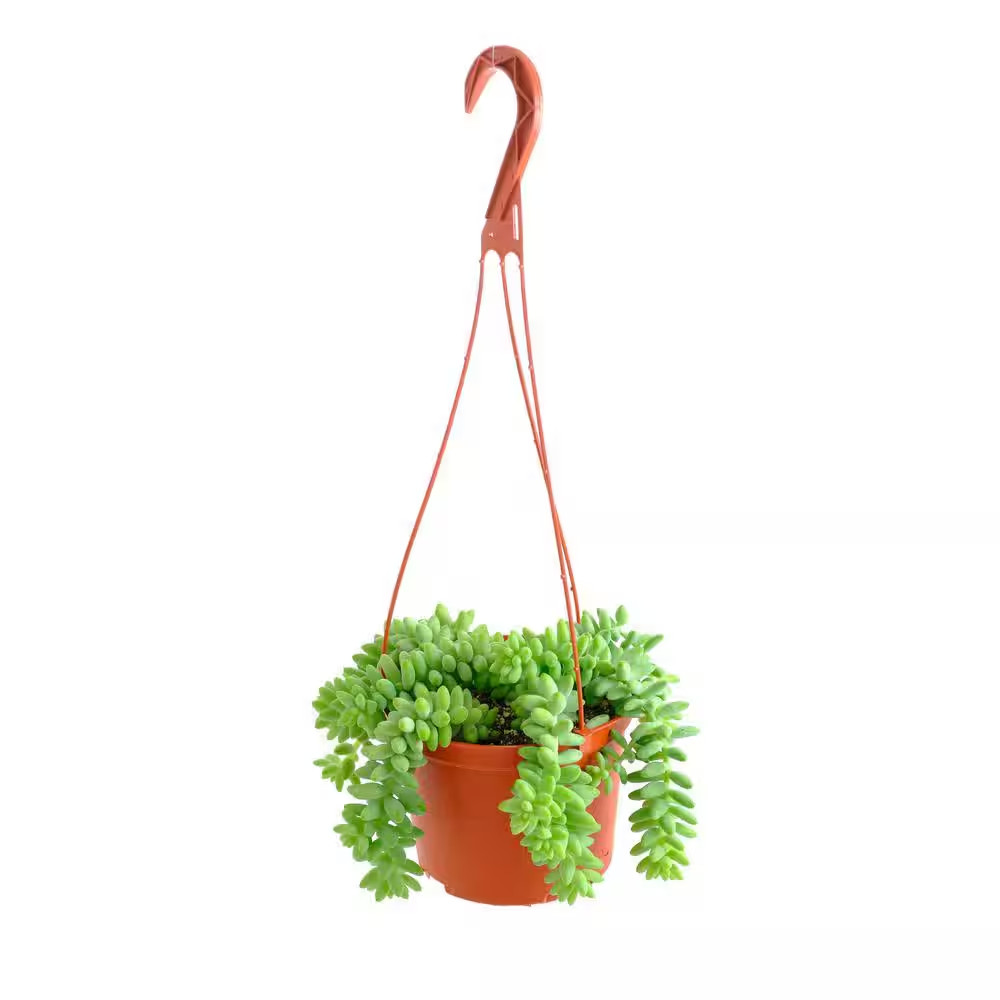 Burro’S Tail Hanging Succulent, Sedum Morganianum, Fully Rooted Live 6 In. Succu