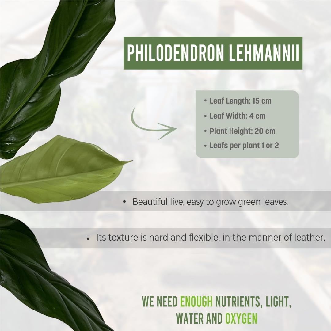 Philodendron Lehmannii (Pack of 2)| Vibrant Live Indoor Plant