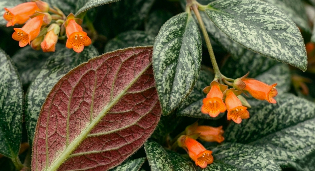 3 Black Pagoda Lipstick Plant Cuttings (Aeschynanthus Longicaulis)