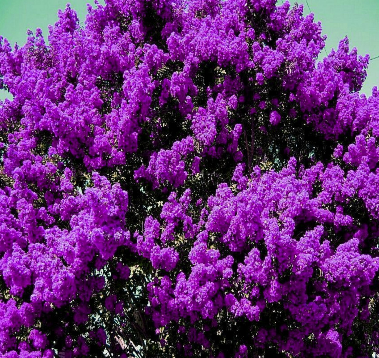 2 LIVE PLANTS DARK PURPLE CREPE MYRTLE BUSHES TREES ROOTED FLOWERING CRAPE