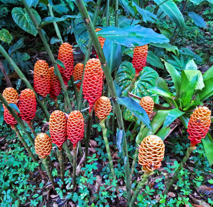 2 Live Shampoo Ginger Plants (Zingiber zerumbet) – 4-6″ Tall – No Pot
