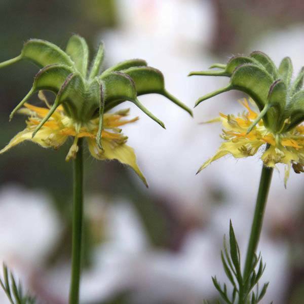 Love in a Mist – ‘Transformer’ Seeds (Nigella orientalis)