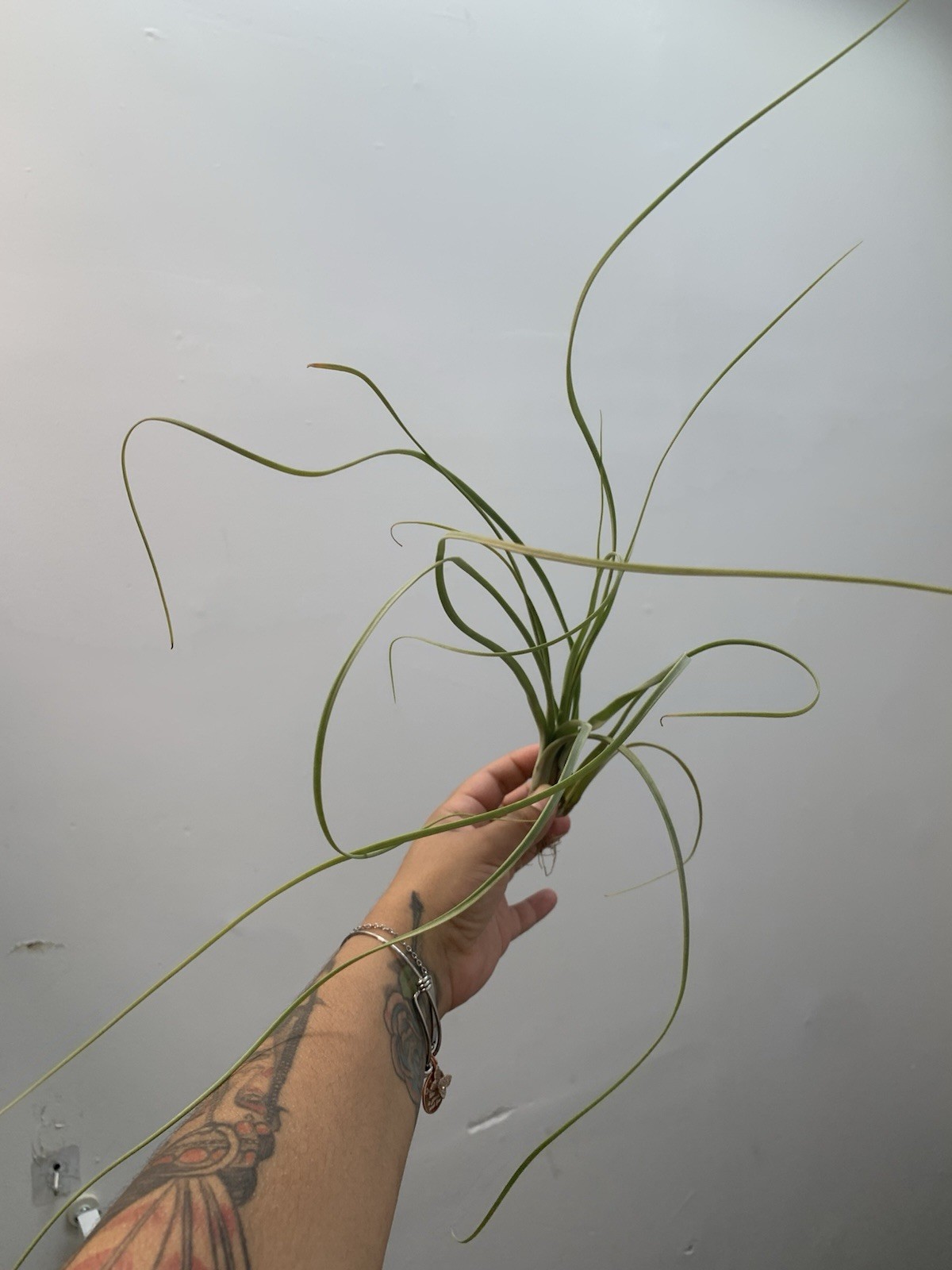 Tillandsia/Air Plants. Giant Tillandsia perfect for any space 9-11”