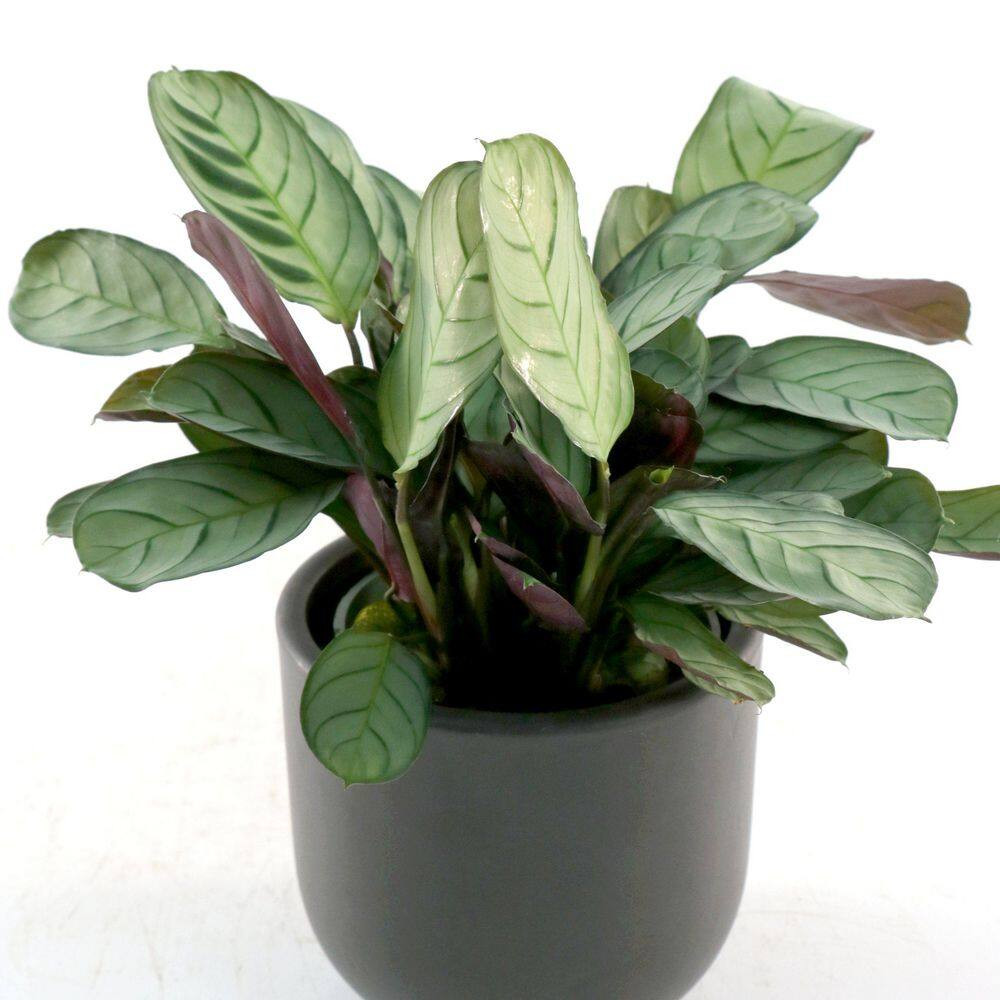 4 In. Calathea Amagris Plant in Grower Container (3-Pack)