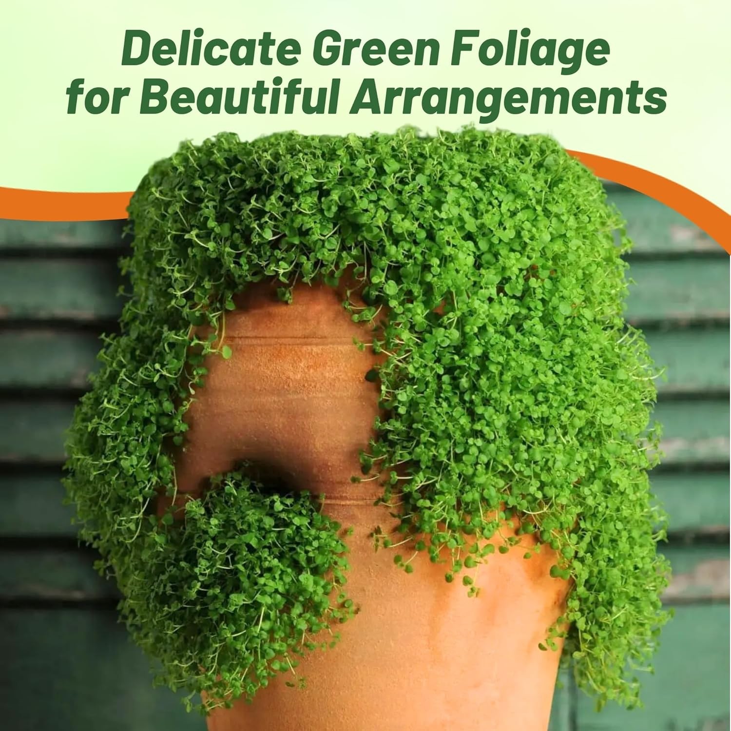 50 Pellets Corsican Mint Seeds For Planting | Ground Cover Plant Seed