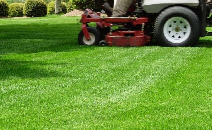 300,000 Premium Bermuda Grass Seeds unhulled with moisture retaining coating