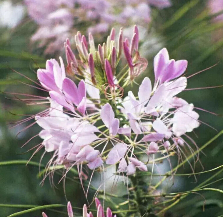 100+ Cleome Spider Plant Seeds, Fresh, Ready for Planting. Free Shipping USA