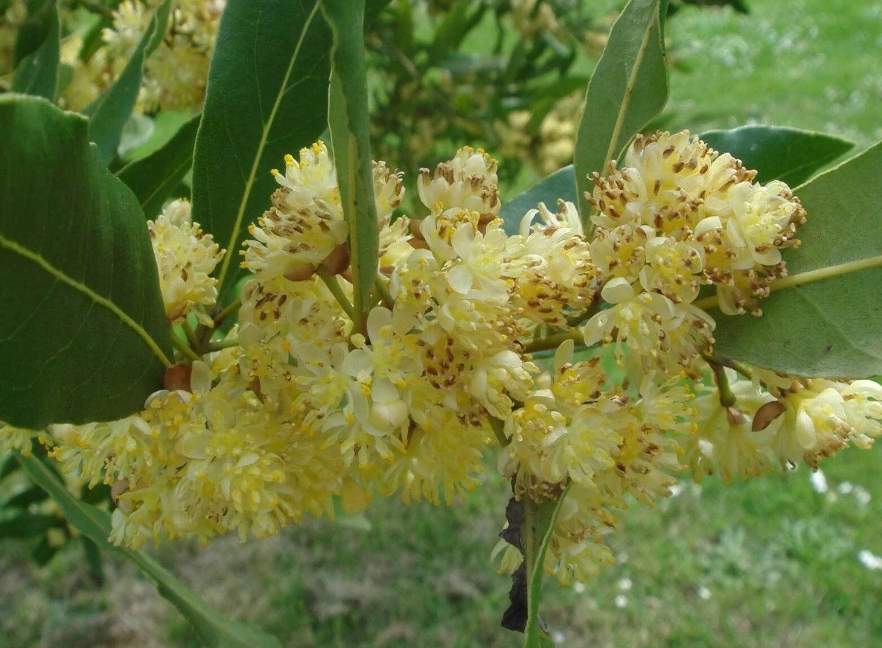 Laurus nobilis | Bay Laurel | Sweet-Bay I Bayleaf| 5_Seeds