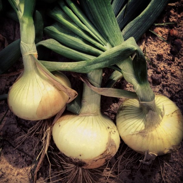 200+EARLY TEXAS GRANO ONION Seed Organic Short Day Spring Fall Vegetable Garden