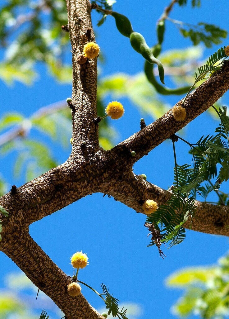 10 SWEET ACACIA Mimosa Tree Seeds (Acacia farnesiana) Wattle Flower Fast Growing
