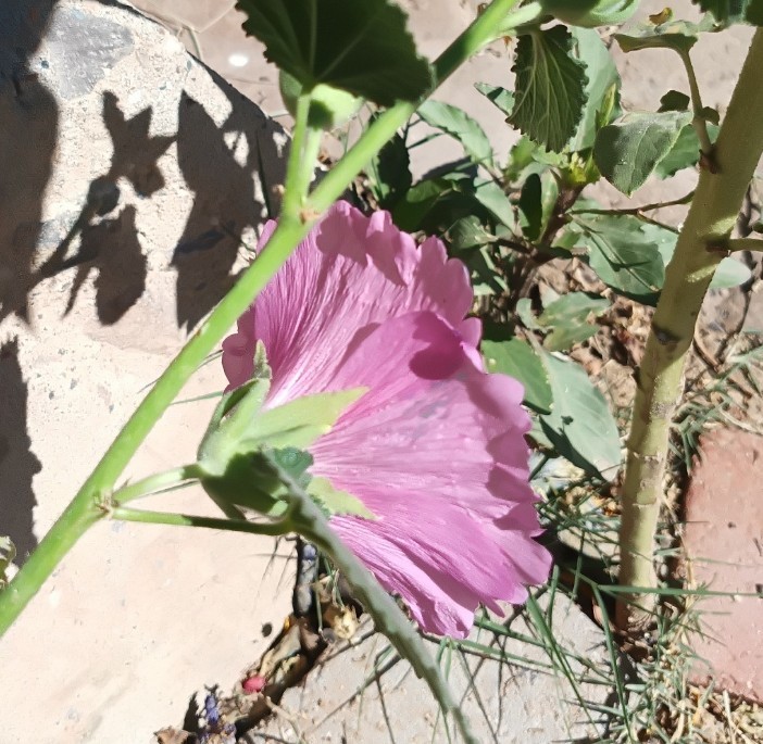 Light Purple Hollyhock – (100+) Seeds 1.5 g.