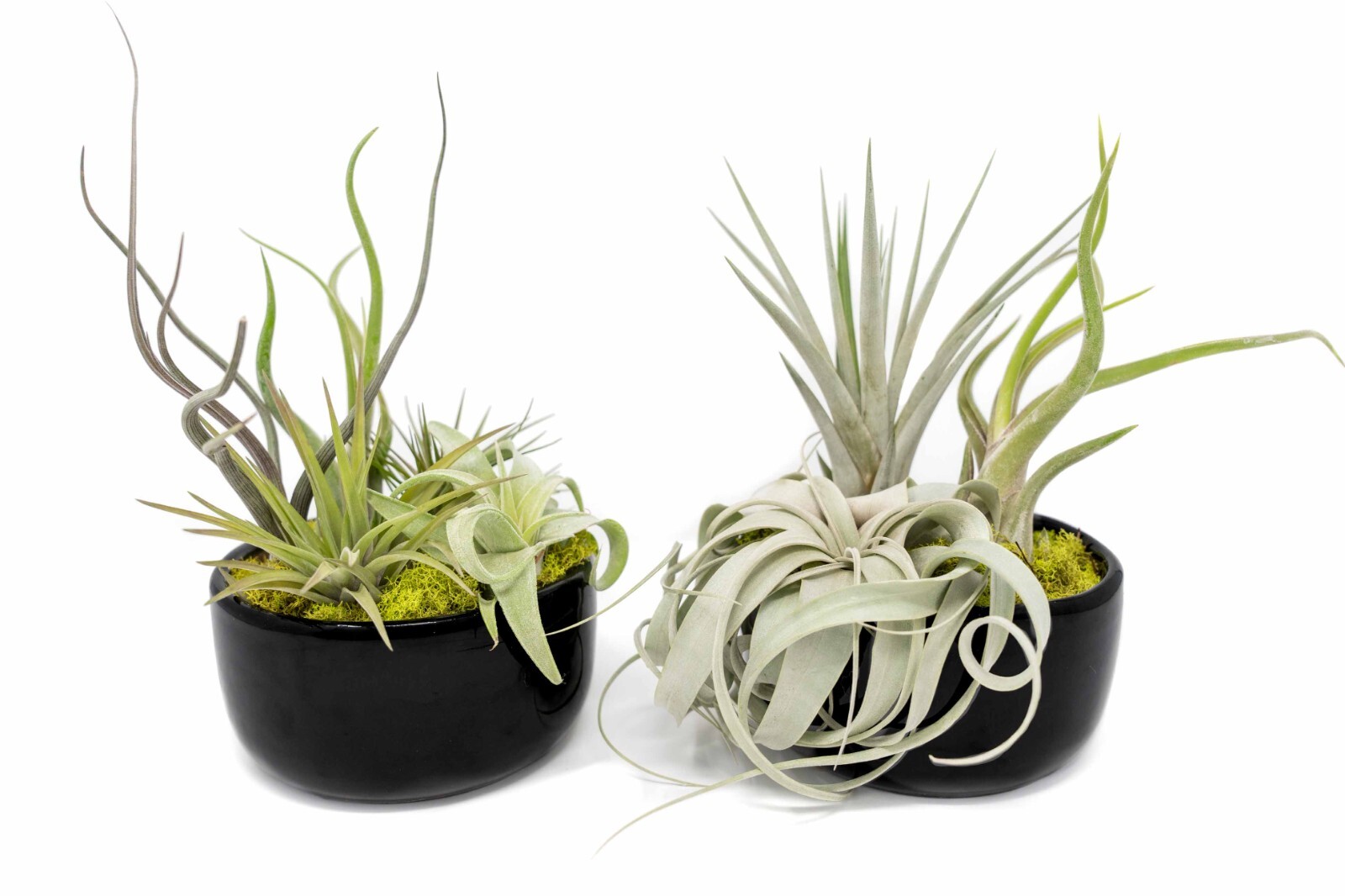 Large Assembled Air Plant Bowl Garden – Wholesale Live – Tillandsia Easy Care