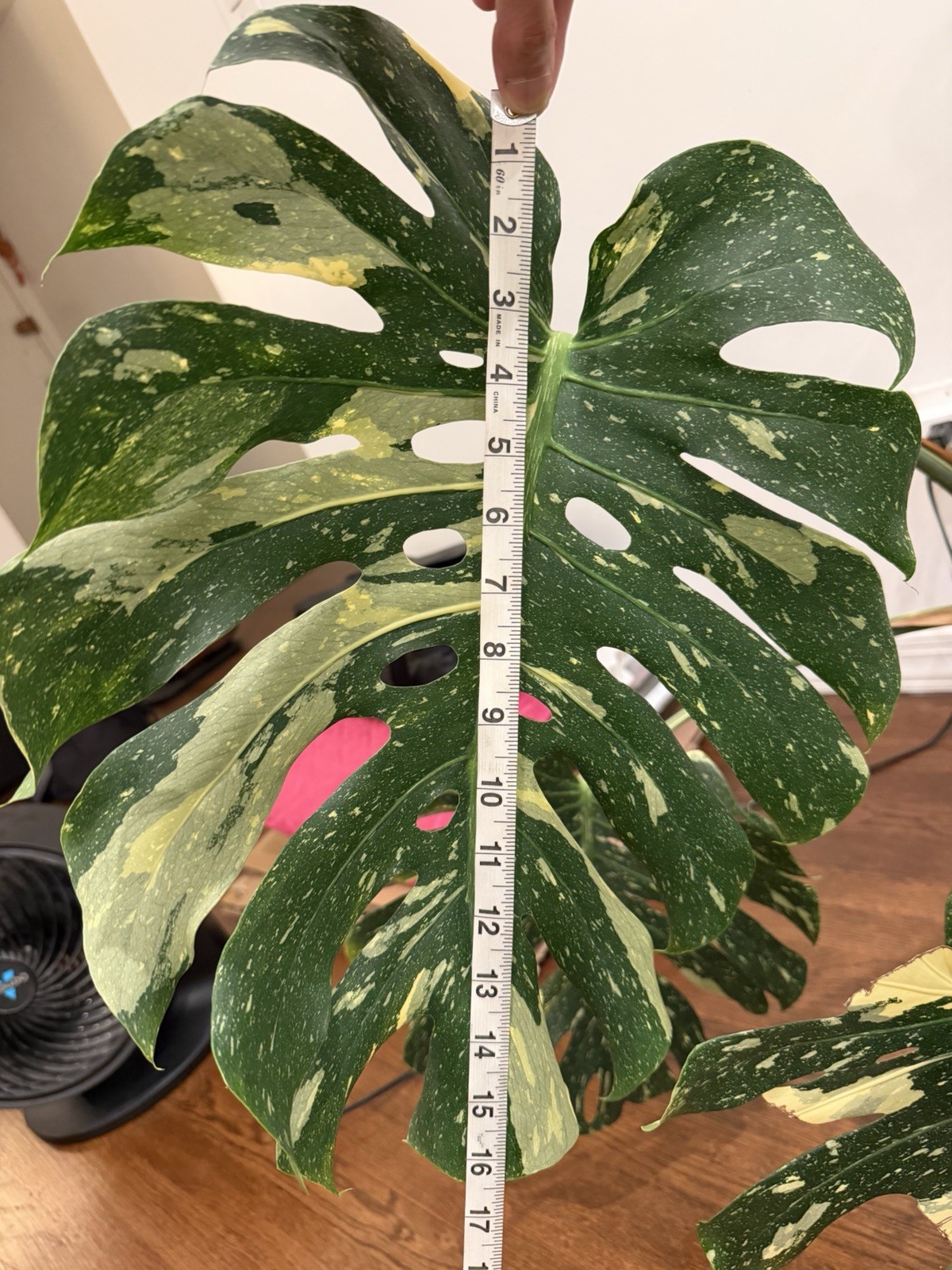 Large Monstera Thai Constellation 46”+ Plant NYC local pickup EXACT PLANT