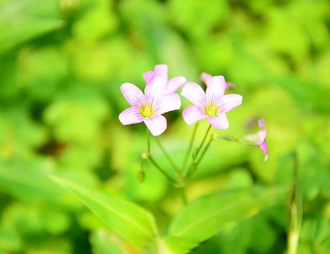 Green Shamrock Bulbs 15 Luck Oxalis Bulbs to Plant, Easy to Grow Indoors Outs…