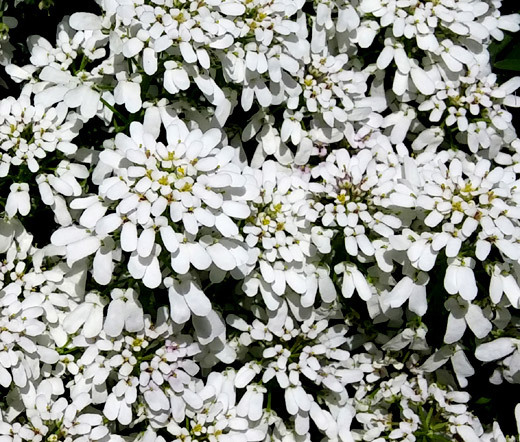 CANDYTUFT PERENNIAL EVERGREEN WHITE Iberis Sempervirens – 500 Bulk Seeds