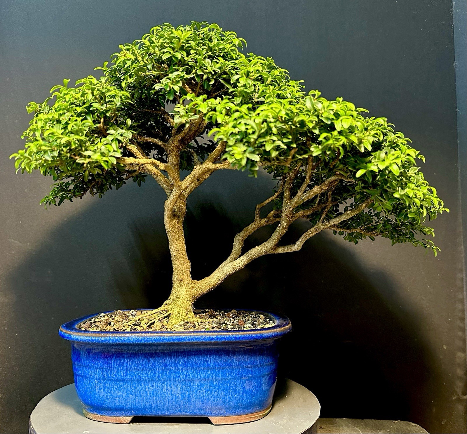 Bonsai Tree Kingsville Boxwood 25-27 Years 12.5” Tall, Korean Blue Glazed Pot