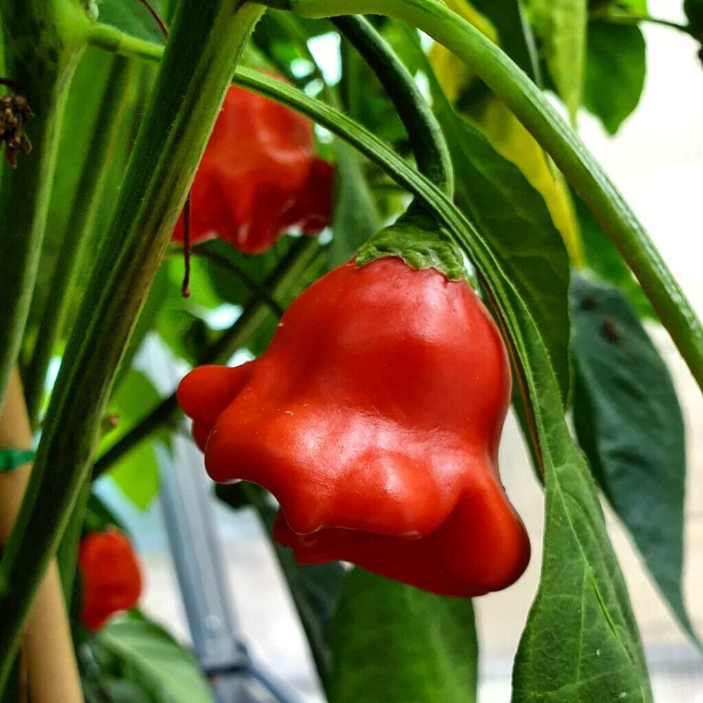 Bishop’s Crown Hot Pepper Seeds 15+ Capsicum Annuum Vegetable NON-GMO FREE S&H