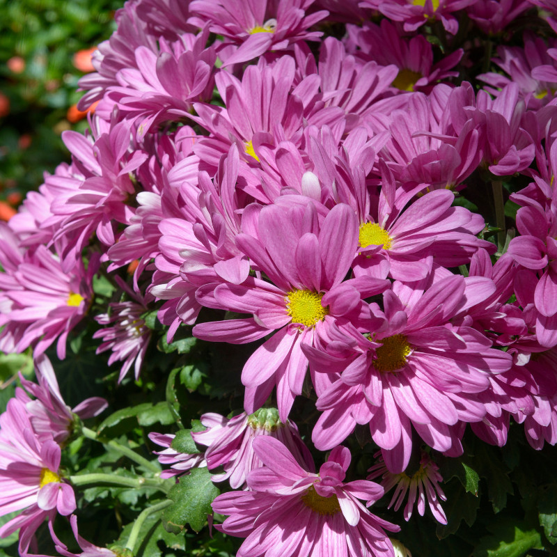 Daisy Seeds 125+ Seeds Daisy Flower, Flower Seeds, Annual Seeds, Garden Seeds
