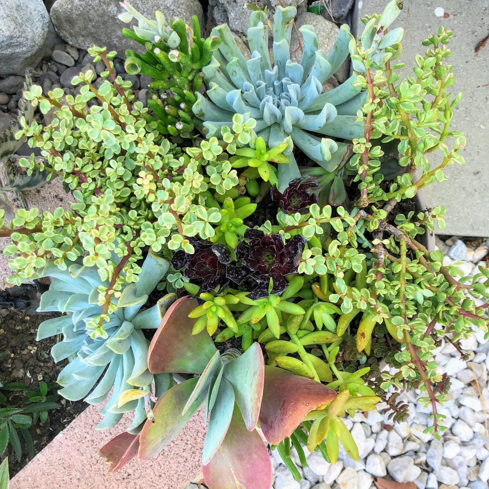Assorted Succulent Cuttings, Wedding/Party Favors/Gifts. No Repeat, Unique& Rare