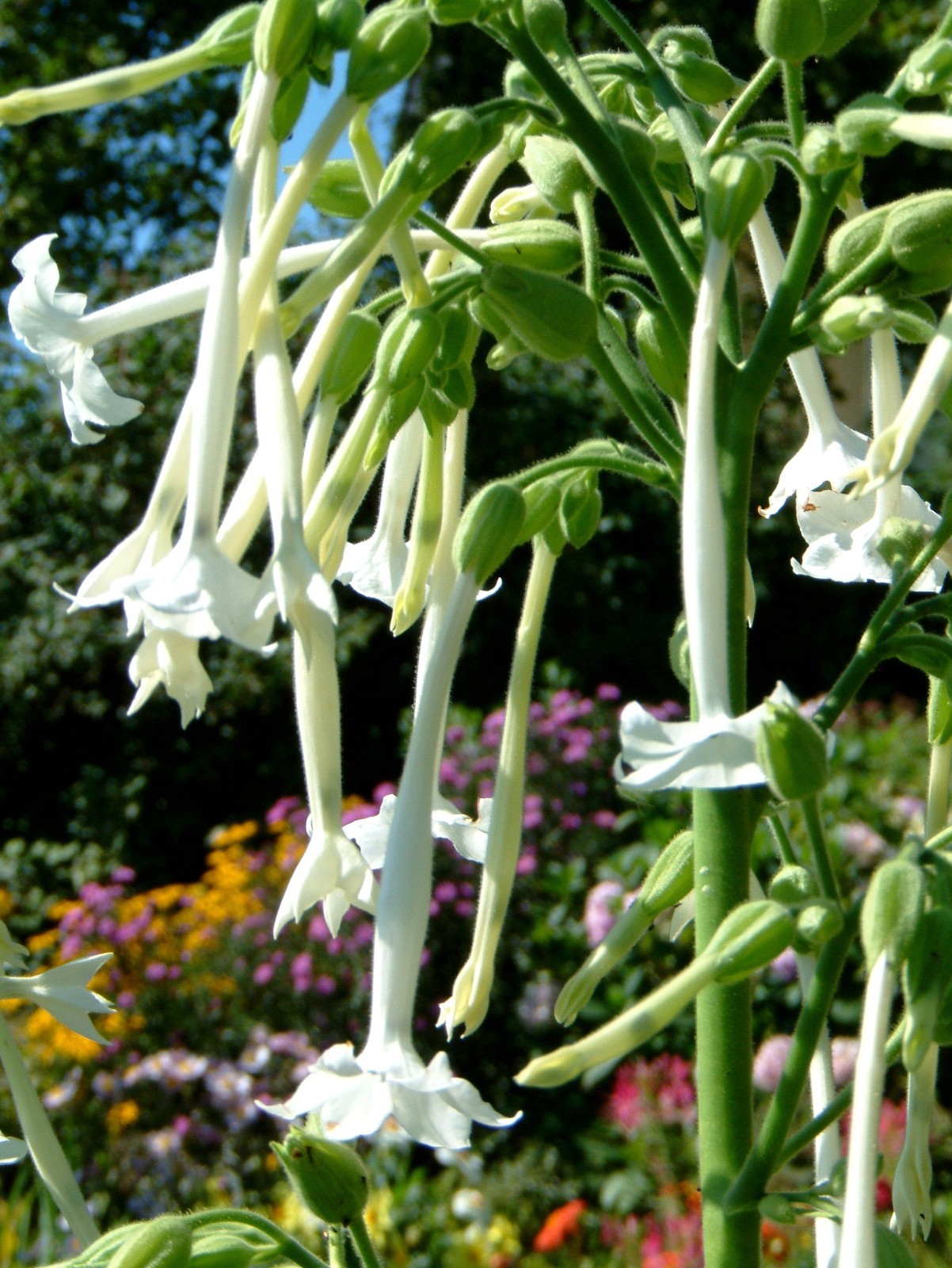 3000 Nicotiana Sylvestris Seeds – Woodland Tobacco – Flowering Tobacco