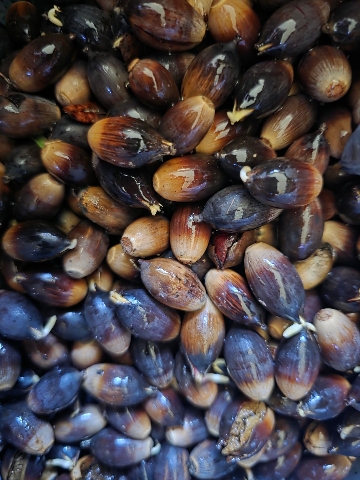 Live Oak Sprouted Acorns, ready to plant. Fresh, natural, perfect for gifts
