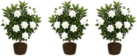 3-Pack Jasmine Gardenia August Beauty Live Plant – Shrub, Outdoor, Partial Sun