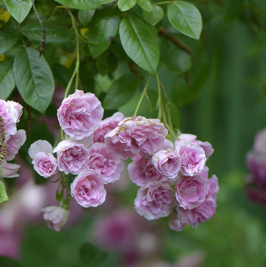 MATURE LIVE PLANT HEIRLOOM 7 SISTERS PINK ROSE BUSH BABY RAMBLER MULTIFLORA