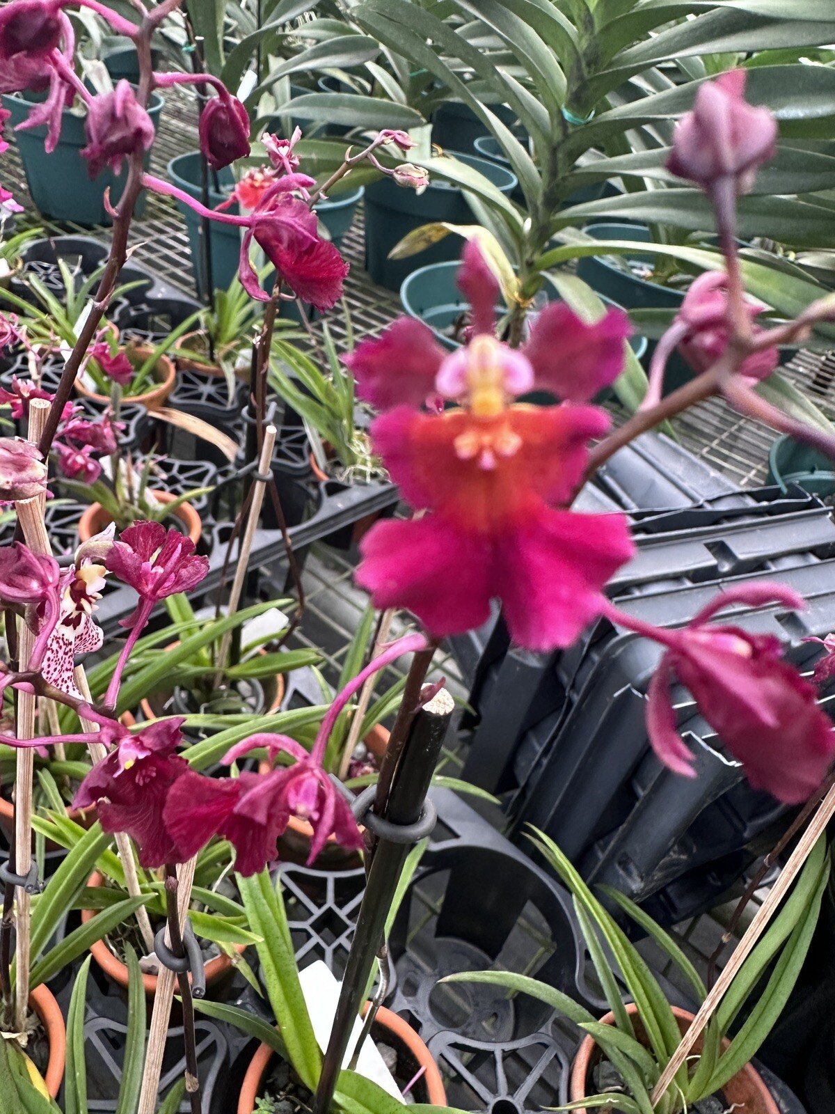 Three Different Tolumnia IN SPIKE! Equitant Orchid Plant Oncidium 3 Plants