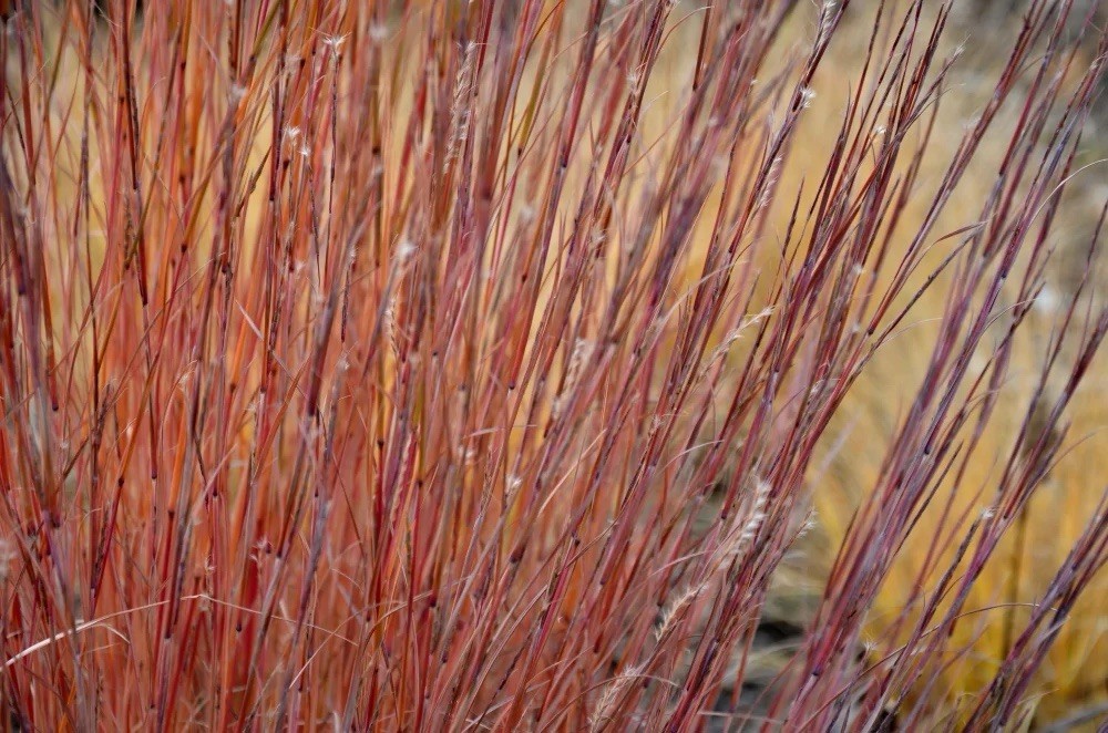LIVE PLANT Little Bluestem Grass Schizachyrium scoparium (One Gallon pot)