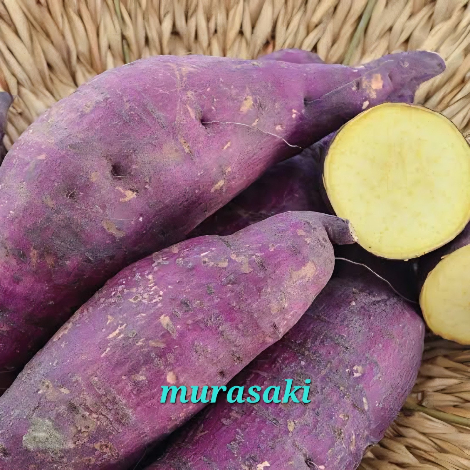 10 Rooted Sweet Potato Slips Murasaki Purple Stokes Live Starter Plants