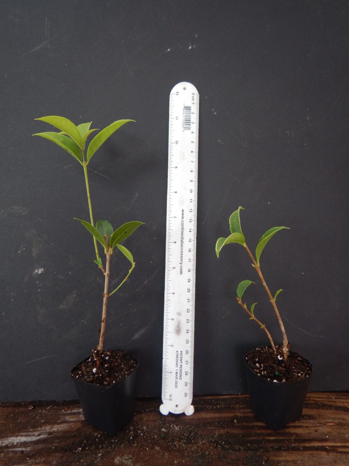 APRICOT ECHO Fragrant Tea Sweet Olive Osmanthus fragrans~~Rooted Starter Plant