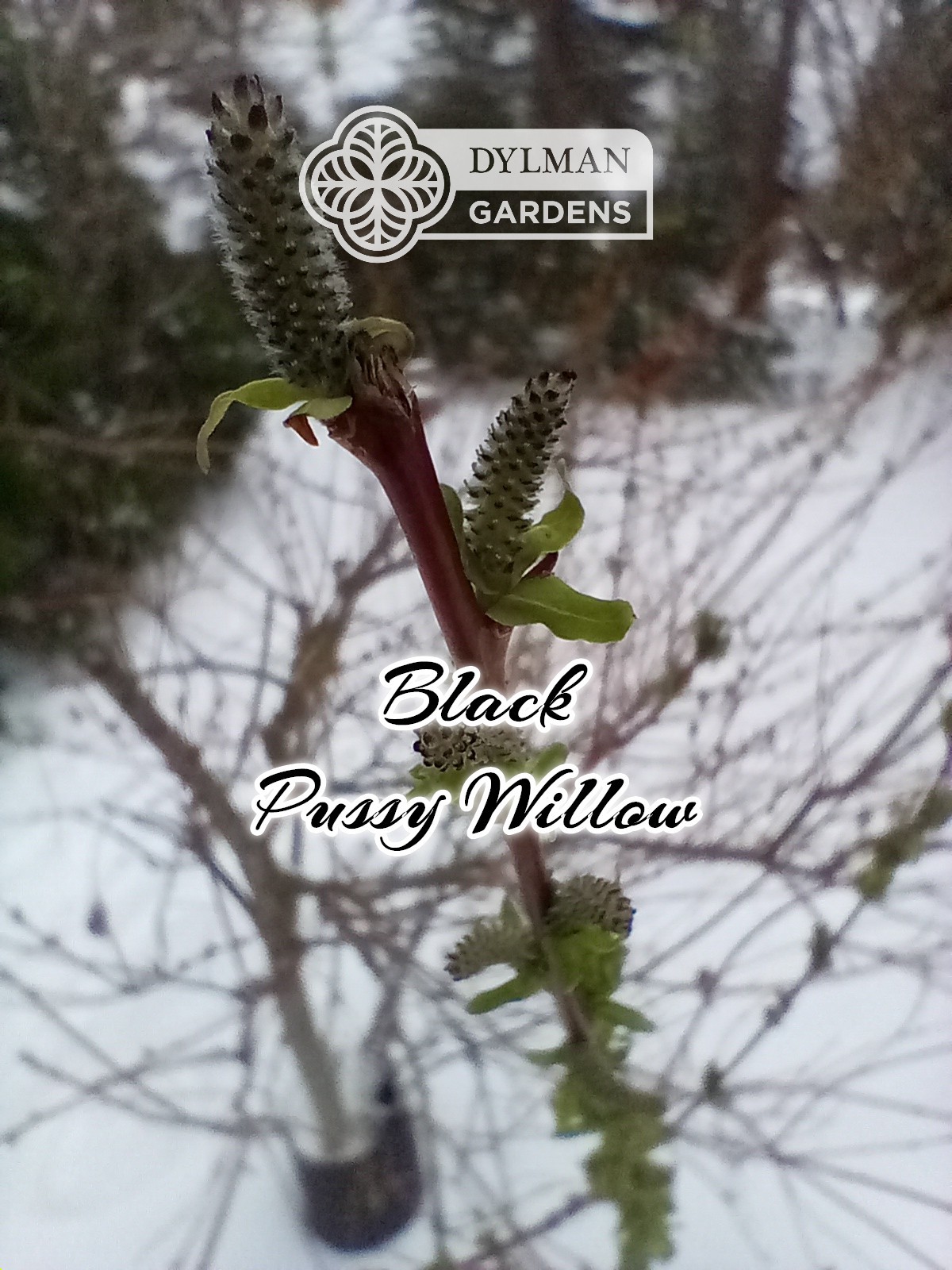 Black Pussy Willow (Salix gracilistyla ‘Melanostachys’) Rose-gold Multiple Sizes
