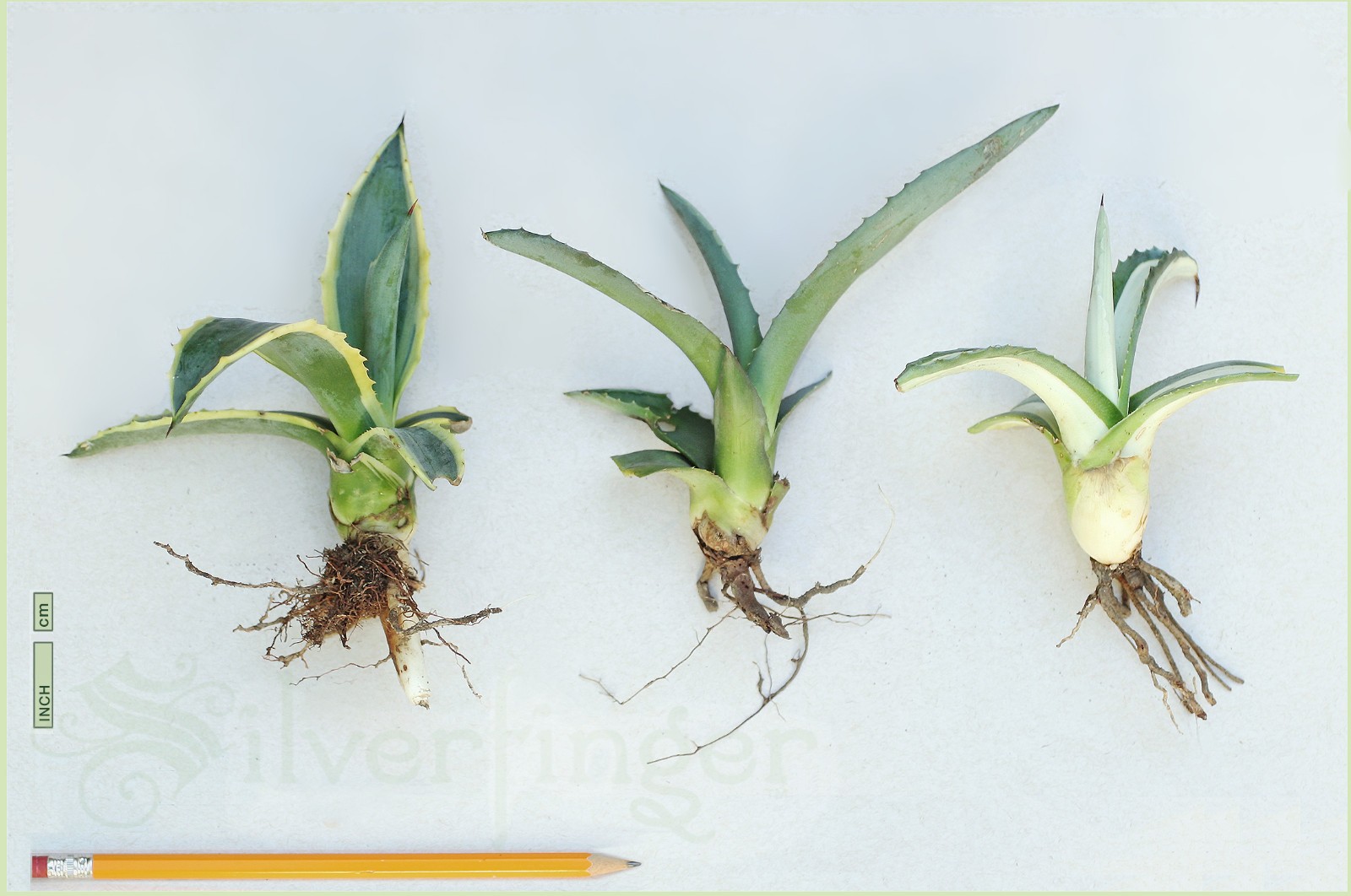 3 PUPS AGAVE AMERICANA Variety Mix : Marginata Yellow—MedioPicta White—Blue